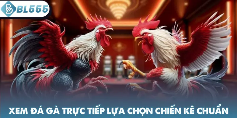 Xem đá gà trực tiếp lựa chọn chiến kê chuẩn